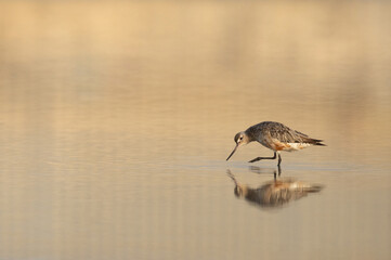 Curlew Sandpiper in breeding plumage at Mameer creek of Bahrain