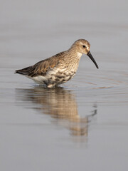 Dunlin in breeding plumage at mameer creek, Bahrain