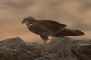 Eurasian Marsh harrier perched on limestone rock with streak of water at Busaiteen coast during sunrise, Bahrain