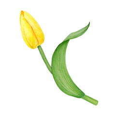 Yellow tulip. Watercolor hand drawn illustration of spring symbol, golden flower. Clip art for Easter, Mothers Day, Womens Day, March 8 cards, wedding, farmer and floristic prints, travelbook, packing