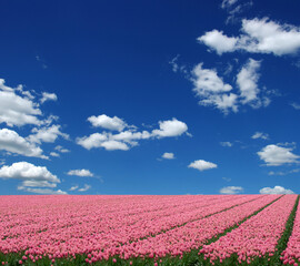 Tulips field in the Netherlands