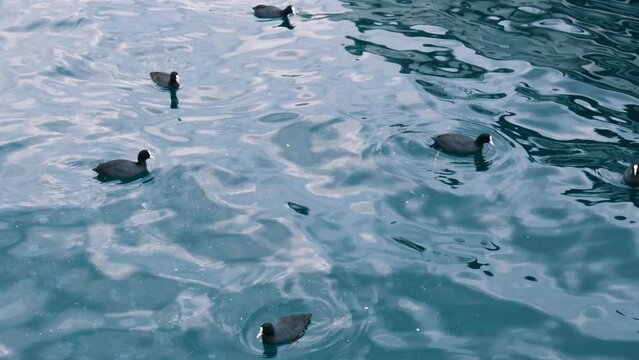 A group of Eurasian coot birds swimming on the water of a sea