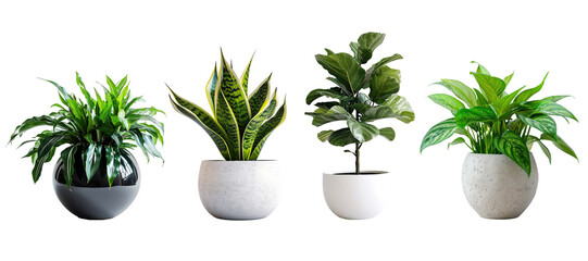 Set of Green plants in potted for interior decoration isolated on transparent png background, Houseplant for decorated in bedroom or living room, minimal natural health concept.