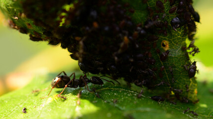 mrówka pasąca mszyce na liściu - obrazy, fototapety, plakaty