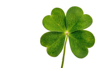 Natural of Tropical green leaves of leaf isolated on transparent png background, varies different of plant botanical.