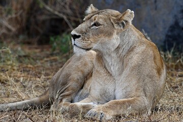 Proud lioness with her three-week-old babies in Ngorongoro Crater in Tanzania