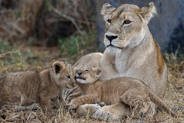 Proud lioness with her three-week-old babies in Ngorongoro Crater in Tanzania