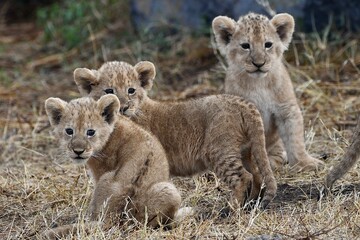 Naklejka premium Proud lioness with her three-week-old babies in Ngorongoro Crater in Tanzania