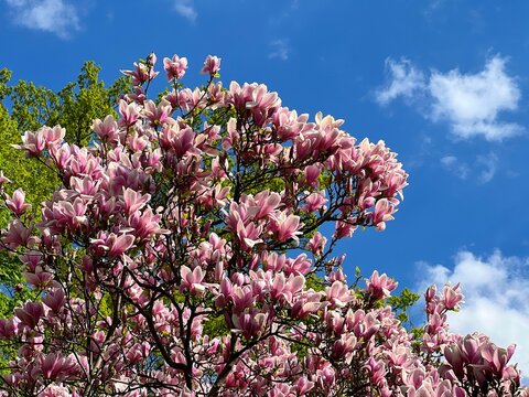 Magnolia tree pink white flowers in the spring park