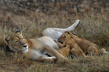 Proud lioness with her three-week-old babies in Ngorongoro Crater in Tanzania