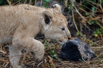 Proud lioness with her three-week-old babies in Ngorongoro Crater in Tanzania
