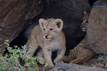 Proud lioness with her three-week-old babies in Ngorongoro Crater in Tanzania