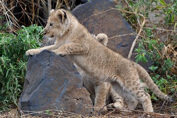Naklejka premium Proud lioness with her three-week-old babies in Ngorongoro Crater in Tanzania