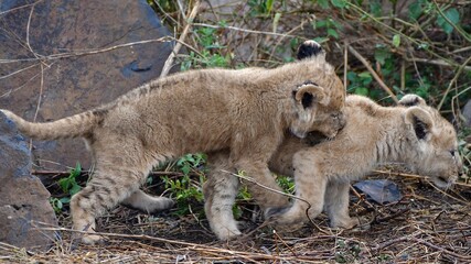 Proud lioness with her three-week-old babies in Ngorongoro Crater in Tanzania