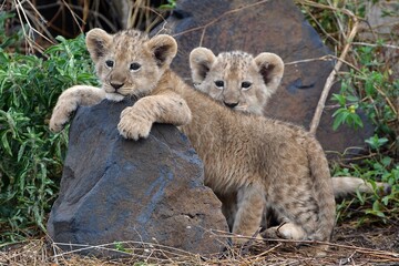 Proud lioness with her three-week-old babies in Ngorongoro Crater in Tanzania