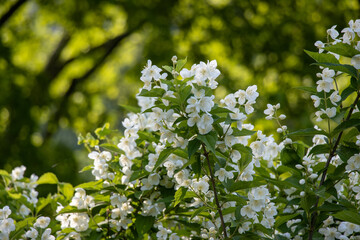 Philadelphus in bloom