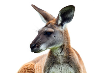 Känguru isoliert auf weißen Hintergrund, Freisteller