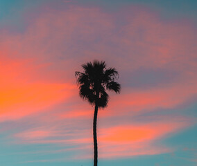 Sunset Palm Tree - 710024871