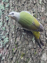grey-headed woodpecker