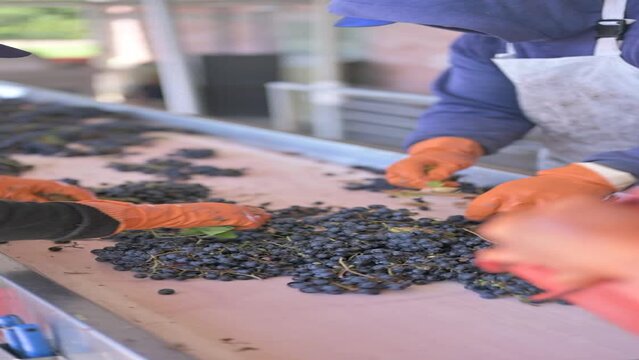 Personas seleccionando racimos de uva tinta en cinta transportadora