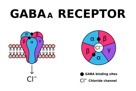 GABA receptor. GABAa receptors respond to the neurotransmitter gamma-aminobutyric acid. GABA is known for controlling anxiety, stress and fear. Receptor structure in cell membrane. Vector illustration
