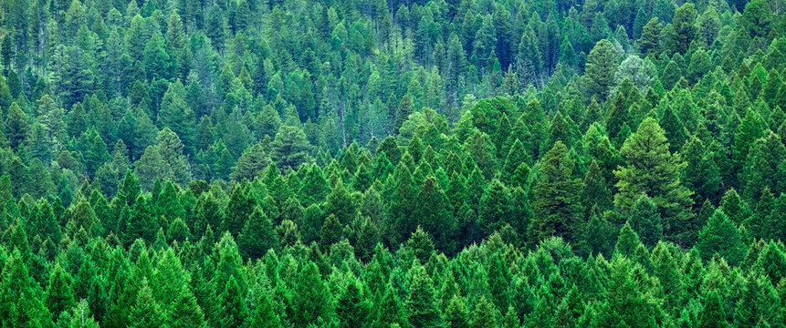 Lush Green Pine Forest Forrest of Trees in Wilderness Mountains