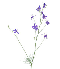 Obraz premium Blue flower of field larkspur plant isolated on white, Consolida regalis