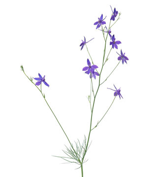 Blue flower of field larkspur plant isolated on white, Consolida regalis