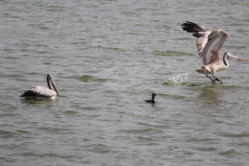 white pelican bird ready to fly on beach