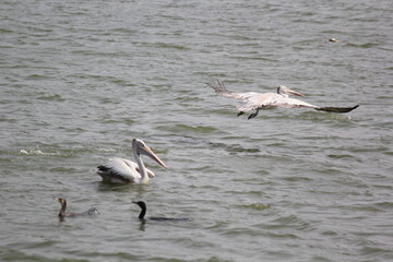 white pelican bird ready to fly on beach