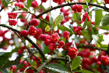 Autumn rainy day. Wet branches of an euonymus europaeus with green leaves and pink-orange fruits.