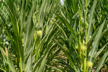 Rows of corn in the field. Young corn ears with brightly green, blooming corn silk.
