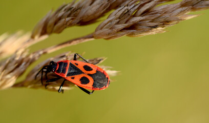wingless nuthatch on a blade of grass