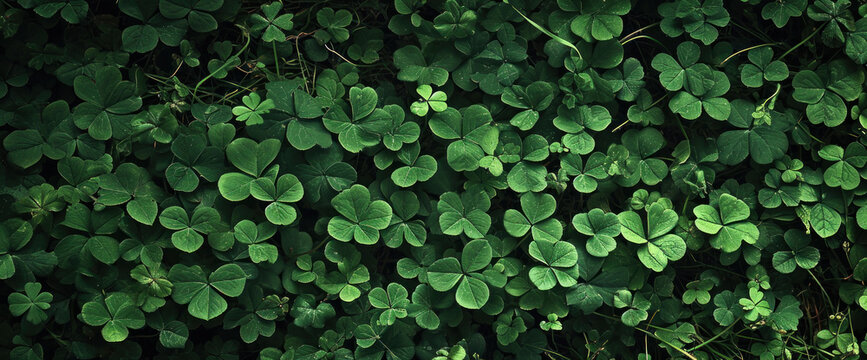 A verdant sea of luck; clovers carpet the earth in lush green, a natural mosaic of fortune's favored emblem
