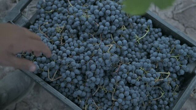 Mano colocando racimo de uva tinta en tacho