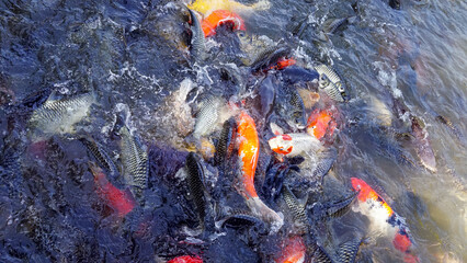 Feeding colorful Carp Koi Fish and Fishshaped, large multicolored fish swimming in the pool, mixed...