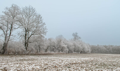 Polish forests during winter frosts