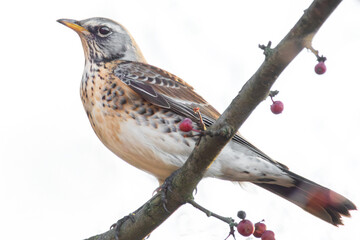 Wacholderdrossel im Beerenstrauch