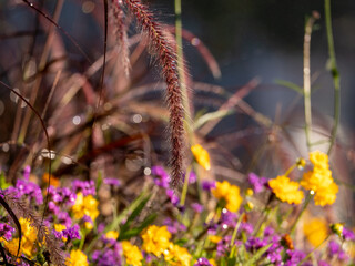 beautiful wild nature with plants