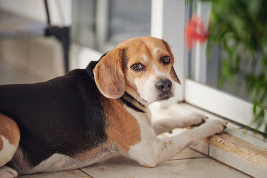 Lonely beagle dog sitting next to door