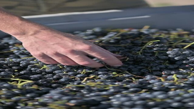 Mano de hombre sacando hojas secas de bin lleno de racimos de uvas tintas