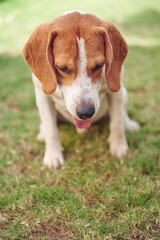 Sitting on grass beagle dog