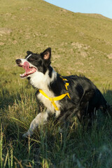 primer plano a un lindo perrito