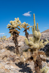 Javelina Rocks trail - Saguaro National Park East Unit. Cholla Cactus