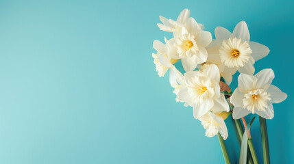 Fresh White Daffodils on Blue Background