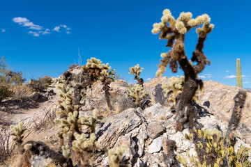 Javelina Rocks trail - Saguaro National Park East Unit