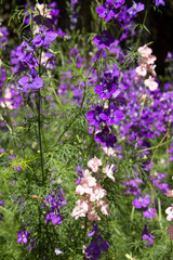 Obraz premium Blooming purple flowers in the garden. Nature background. Close-up.