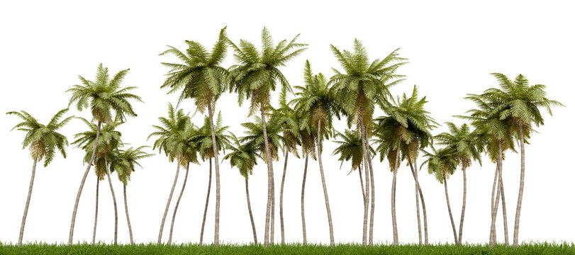 Evergreen coconut, plam tree and grass field in nature, Trees on island in summer, Tropical forest isolated on transparent background - PNG file, 3D rendering illustration