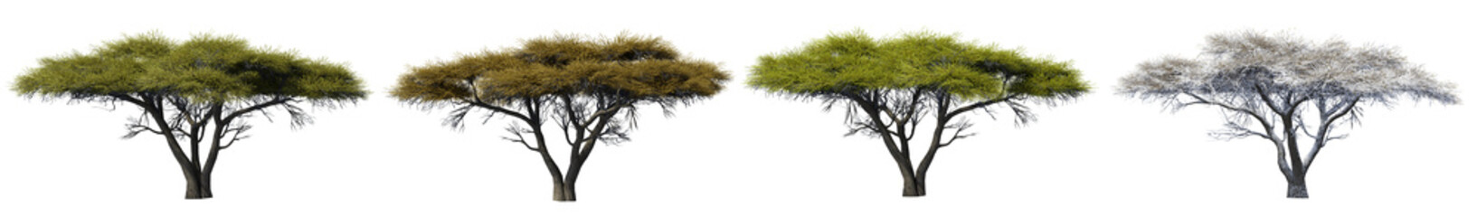 Set of Acacia tortilis or umbrella thorn acacia tree,  Autumn, summer, spring, winter of the tree with isolated on transparent background. PNG file, 3D rendering illustration, Clip art and cut out
