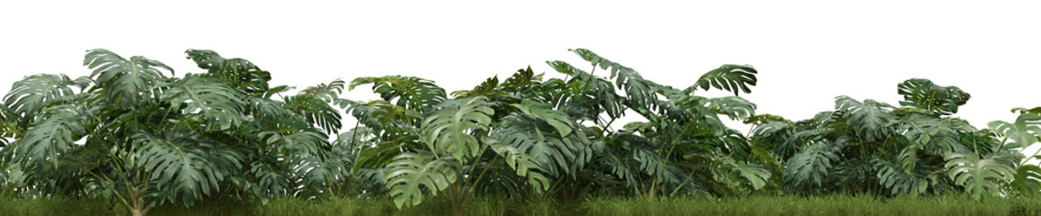 Evergreen Monstera Deliciosa plant and grass field in nature garden , Tropical forest isolated on transparent backgrund - PNG file, 3D rendering illustration for create and design or etc